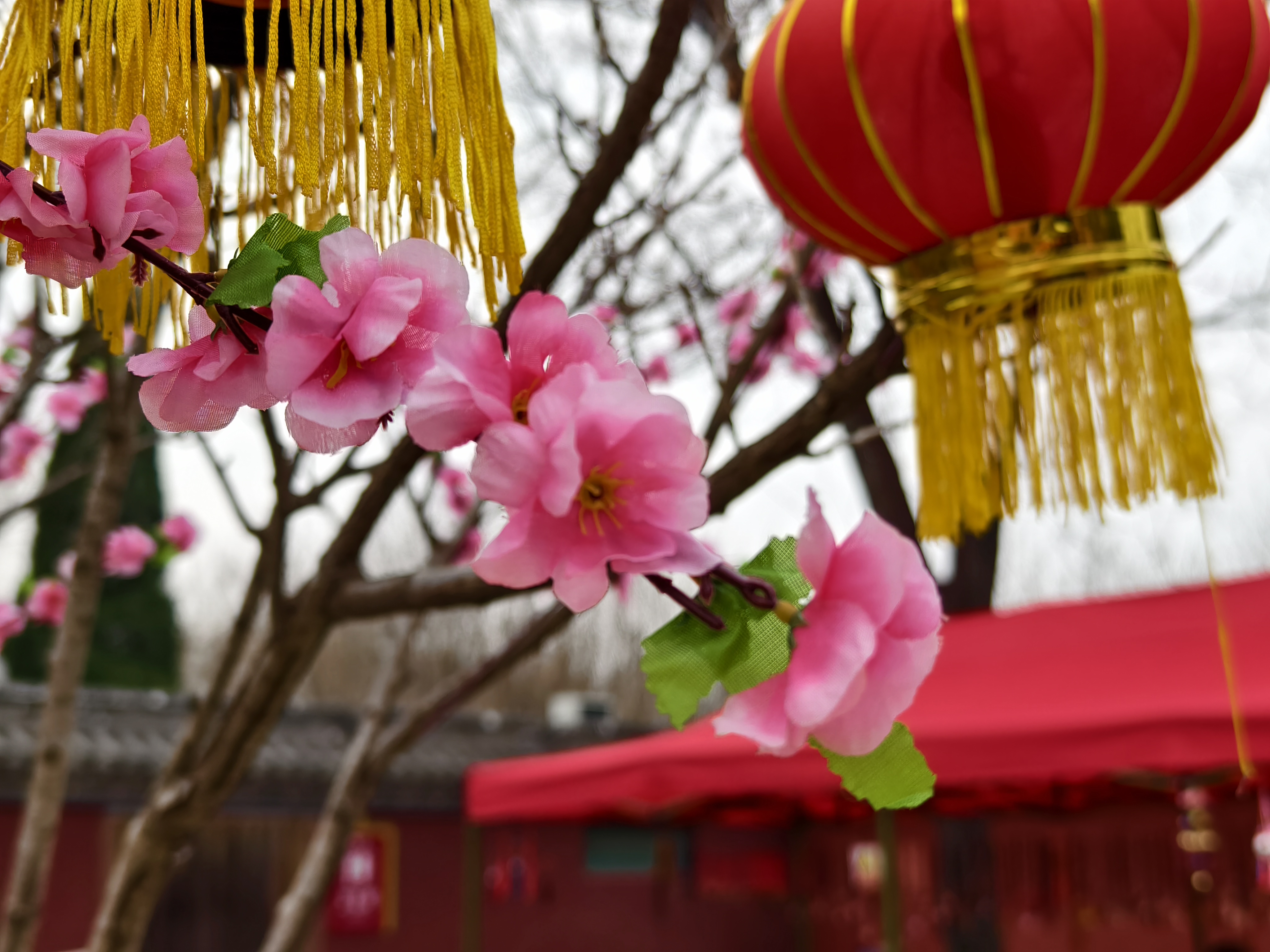 桃花绽放春满园,灼灼其华映人间