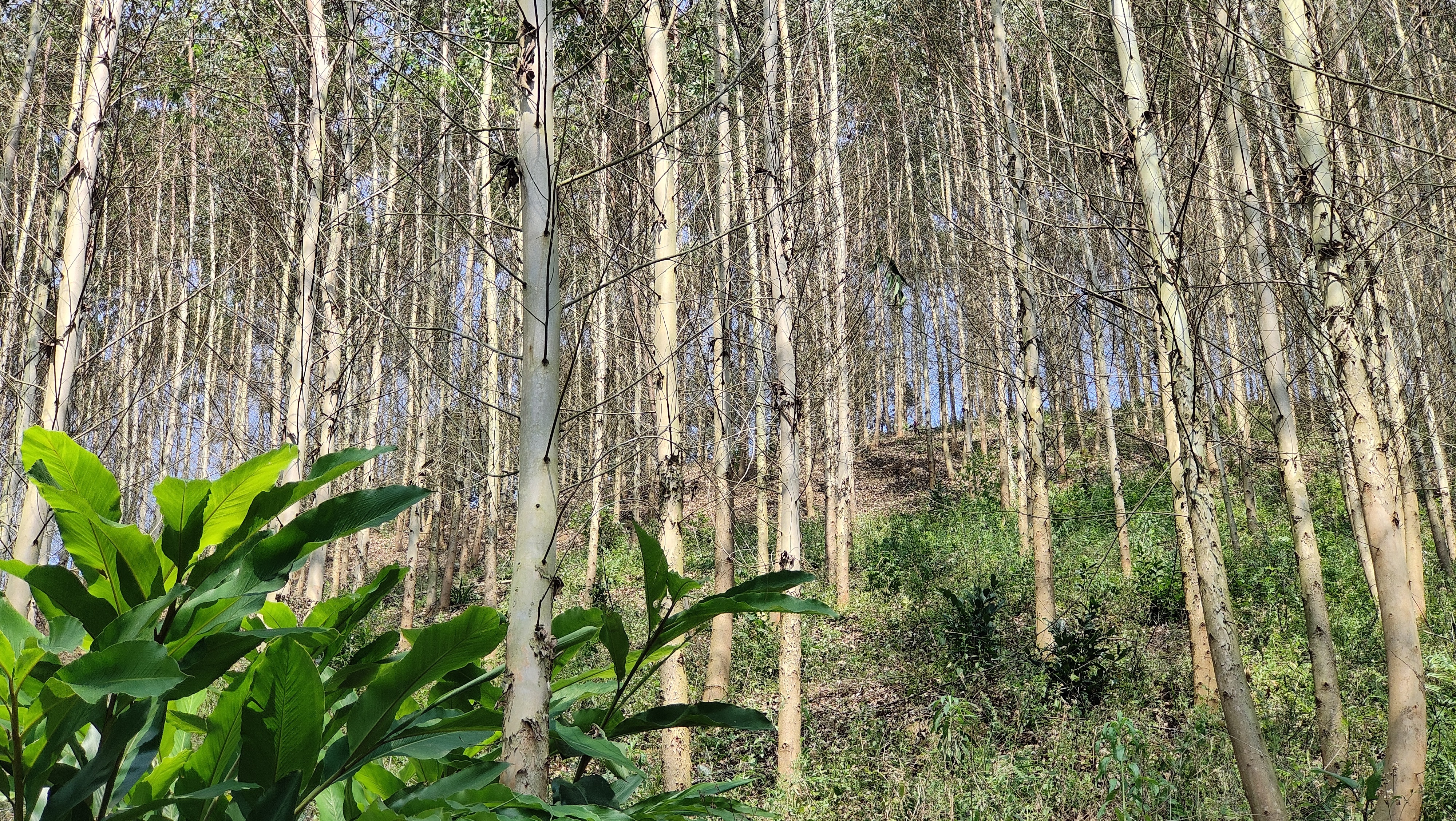 种植桉树,要想成功,都需要提前进行周密的筹划和精心的准备