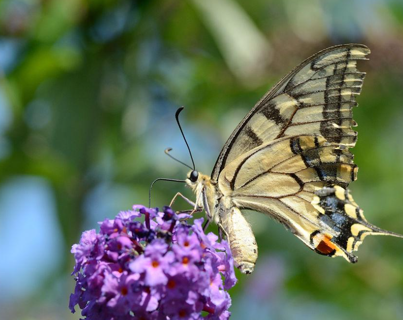 世界上最大的蝴蝶,皇蛾蝶与亚历珊德拉鸟翼凤蝶,谁是世界上最大
