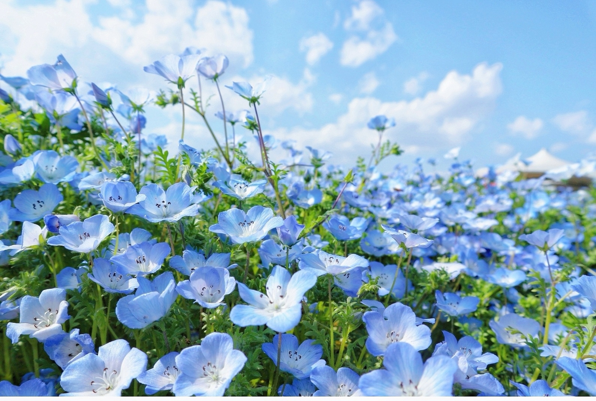 这个蓝色的小花花[嘻嘻][嘻嘻]