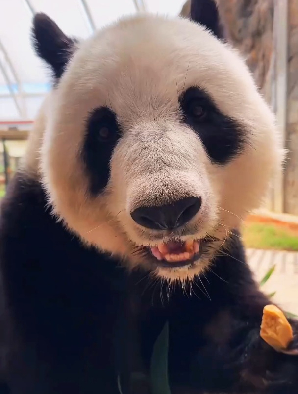 大熊猫吃东西的样子也太可爱了吧!