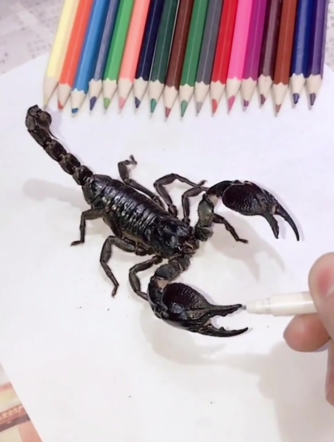 给你们画个大蝎子