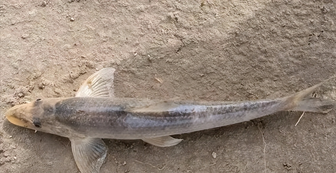 北方铜鱼:黄河里最神秘的鱼