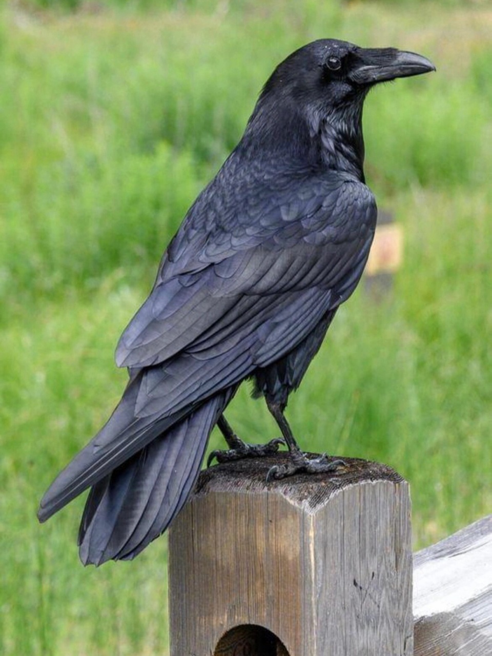 黑喜鹊与黑乌鸦的区别  今天给大家科普一下黑喜鹊和黑乌鸦的区别,别