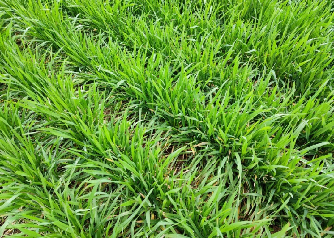 小麦苗越密越旺越高产?其实不然,要注意这几点,否则容易减产