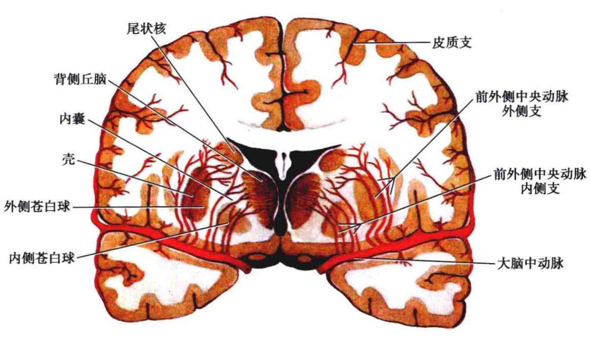 豆纹动脉