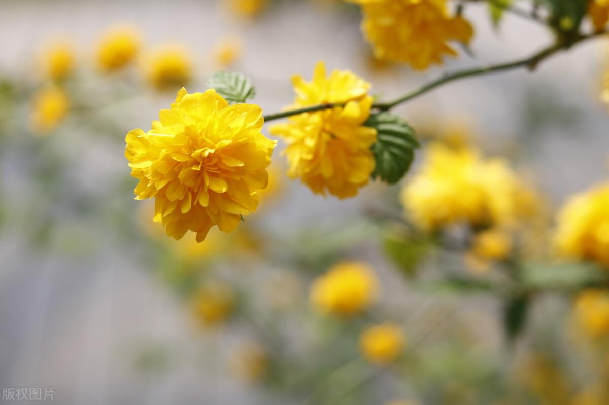 绿地缕金罗结带朵朵春风剪碎金棣棠为谁开放可怜春