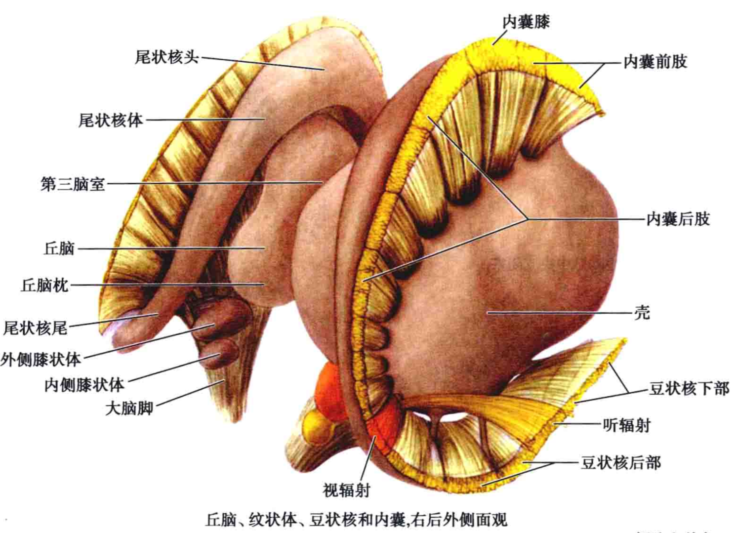 外侧豆纹动脉图片