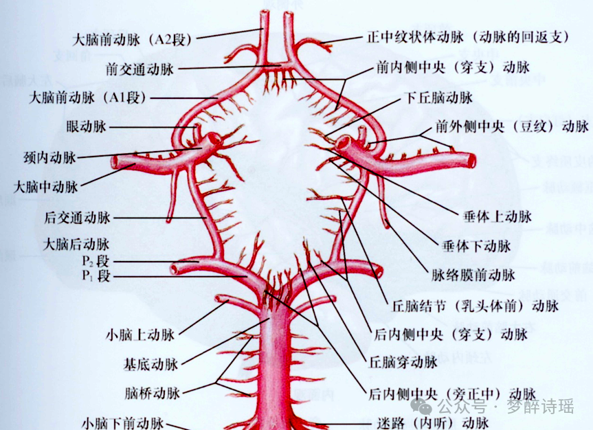 豆纹动脉