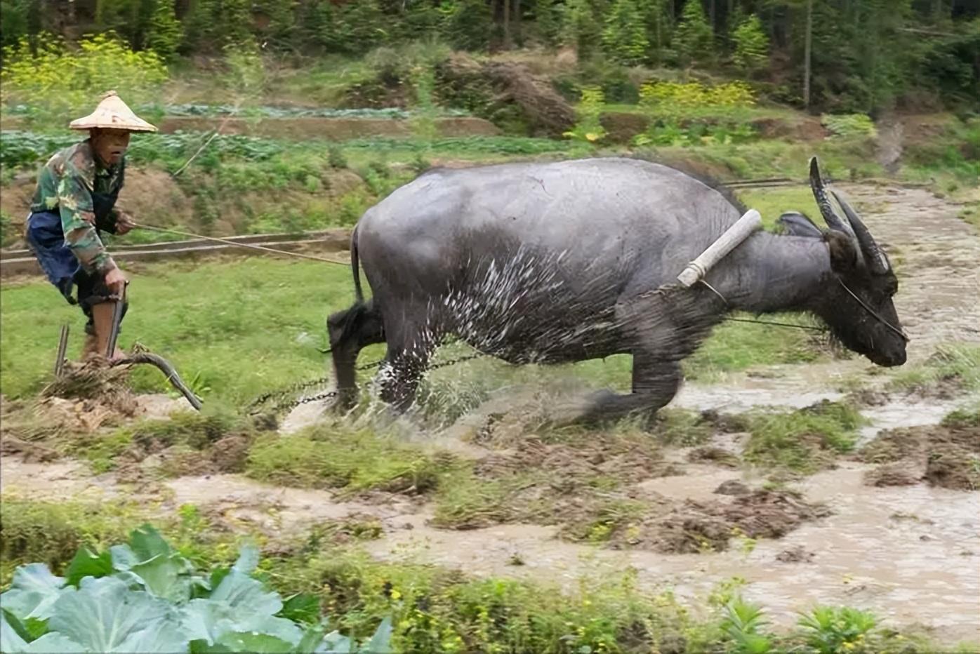 涪陵水牛图片