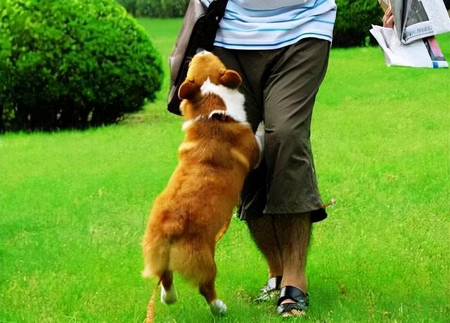 狗狗"抱大腿",原来有这些含义,不知道白养了