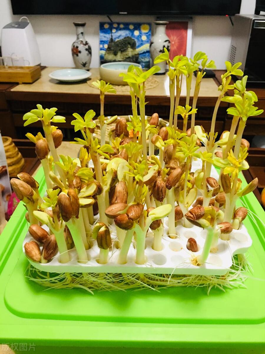 花生芽苗菜培育技术