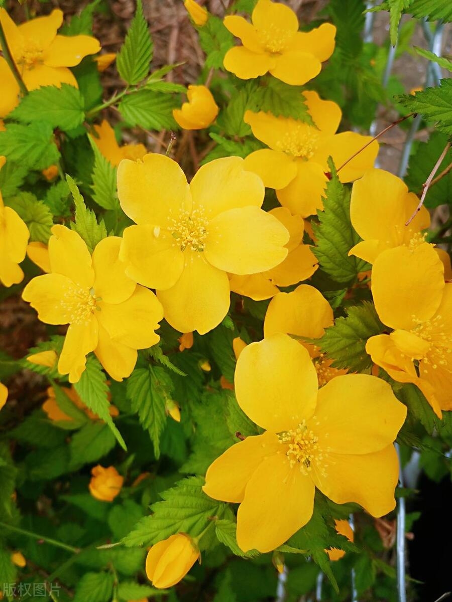 绿地缕金罗结带朵朵春风剪碎金棣棠为谁开放可怜春