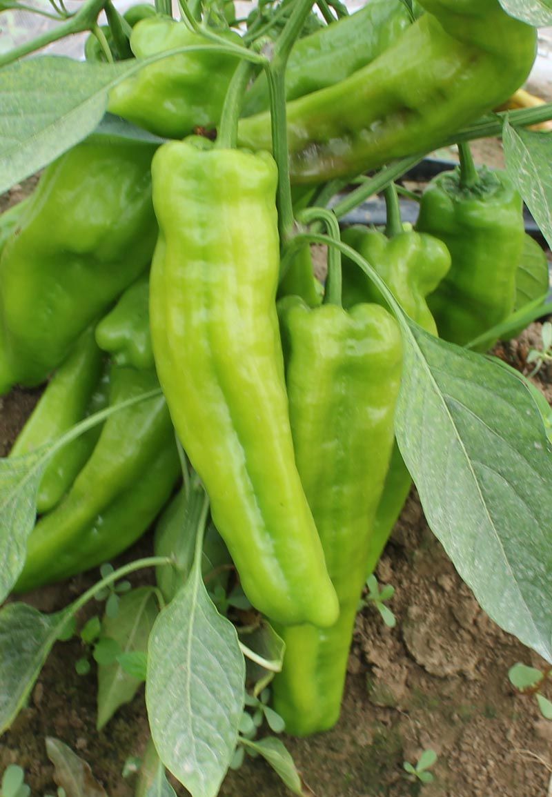 科普|常见辣椒,你都认识哪些?