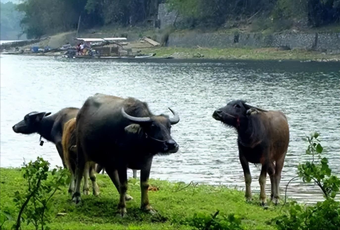 2010年,一农户养出"神奇水牛",老板8万购买,农户回绝:百万不卖