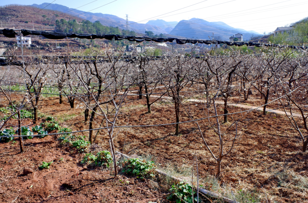 鲁甸:小寨樱桃谷 春暖好花开