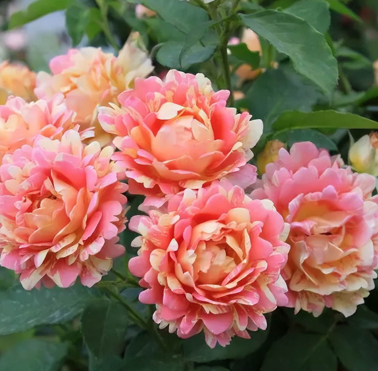 如"佛罗里达"鲜艳丰满,"小红帽"密集鲜红,"精灵"多样小巧,"草莓甜心"