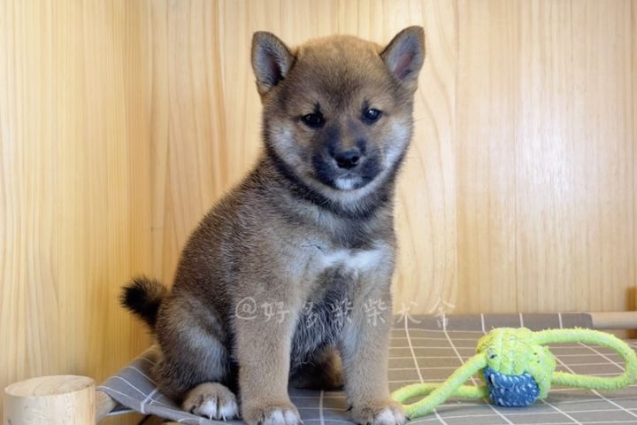 胡麻柴犬是什么样的