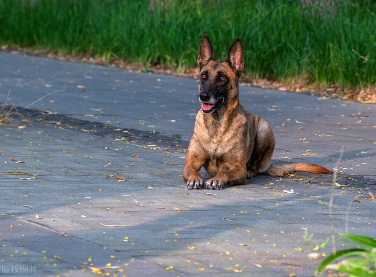 马犬杜克简介图片