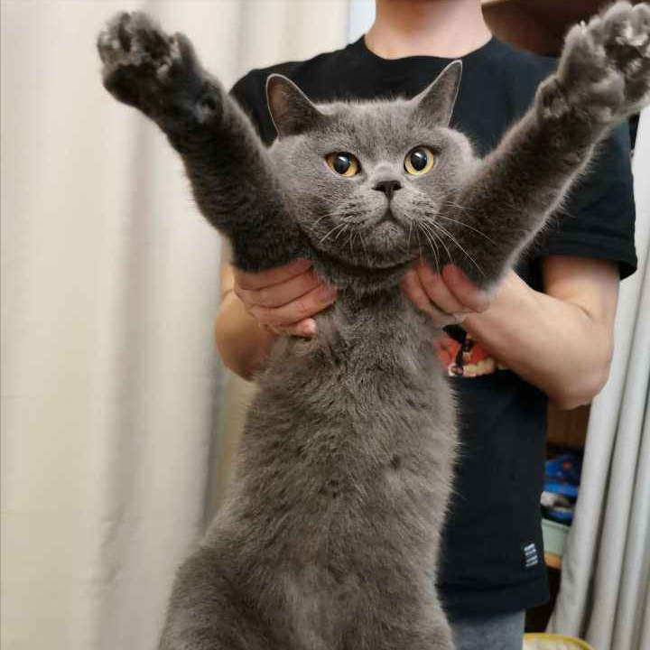 原来在蓝猫眼里,主人的这几种行为如同"抛弃"