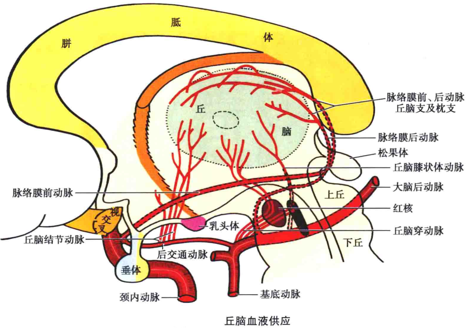 基底动脉——脑血管解剖