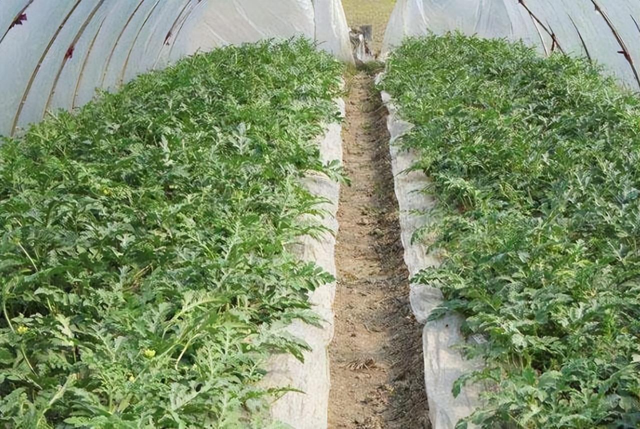 西瓜伸蔓期的肥水管理.把握关键期,西瓜高产有保障,抓紧看过来