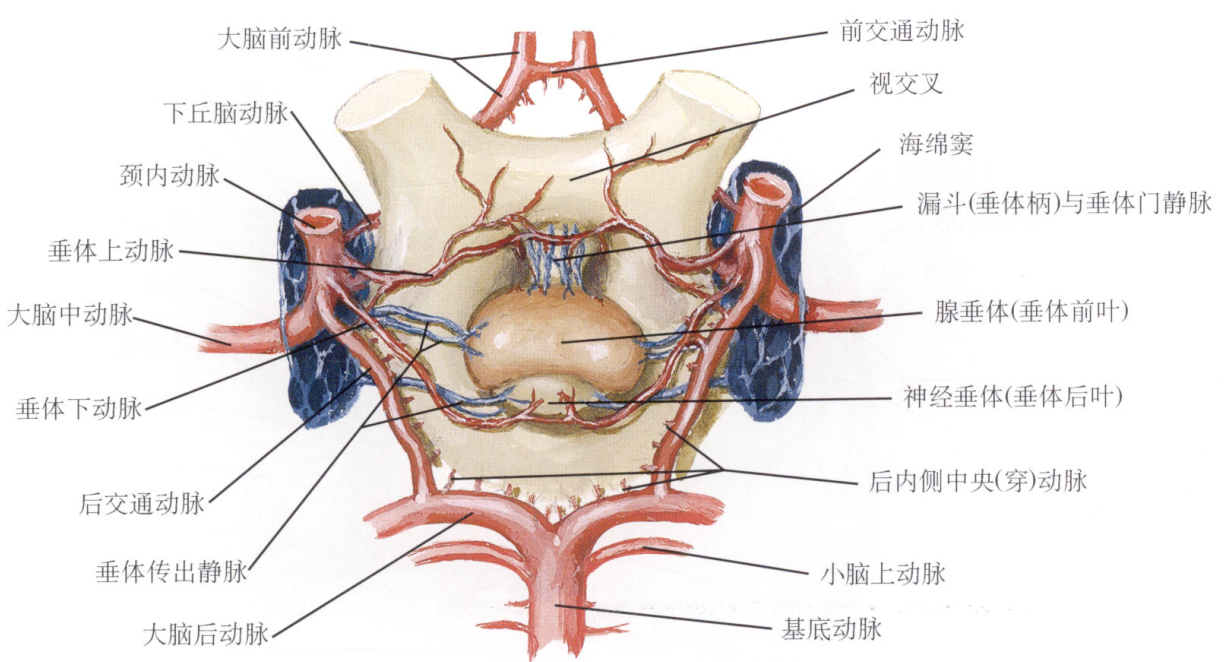 基底动脉