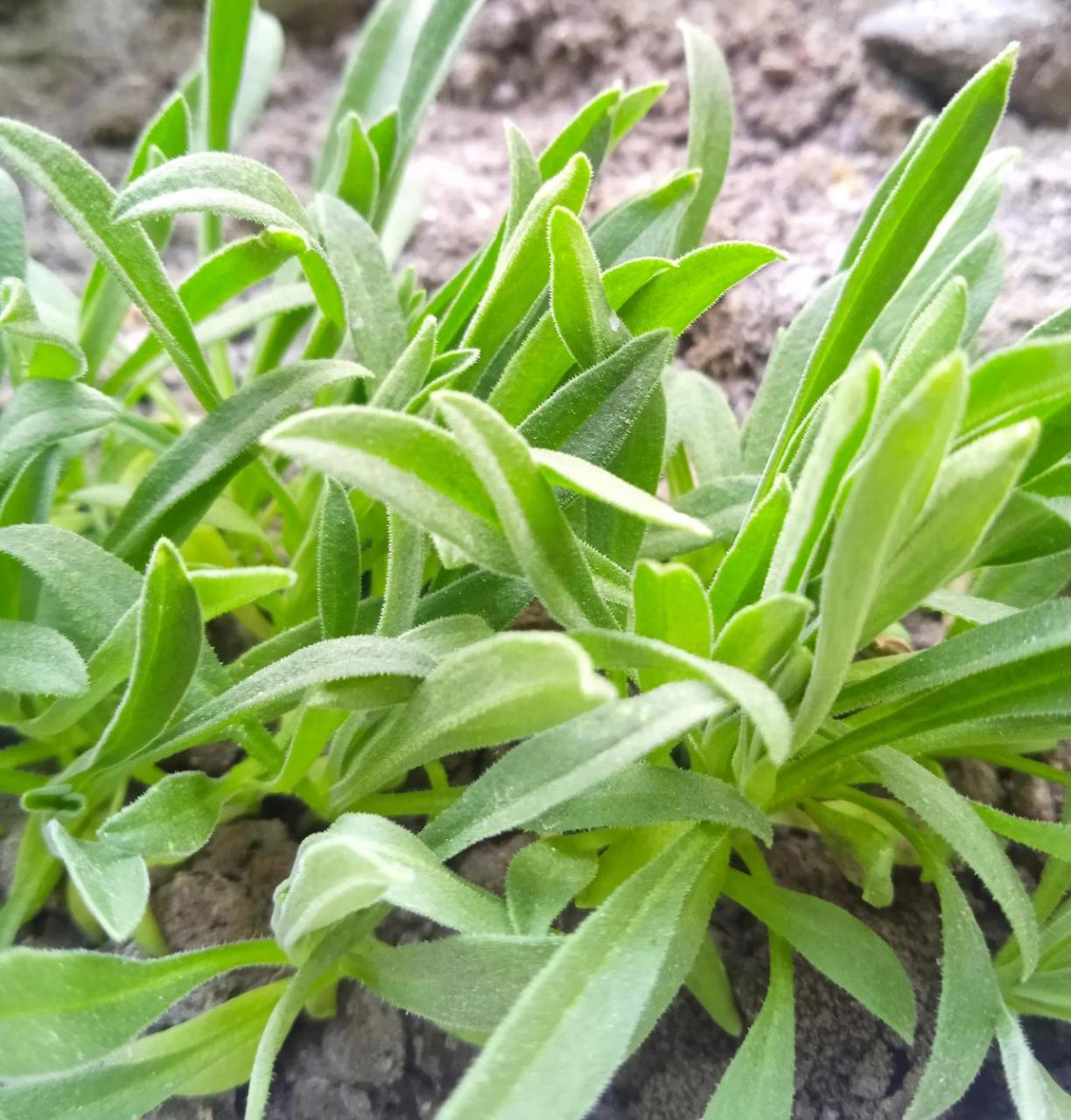 它是"天然清肠高手!一分钱不花,刮油排宿便,轻松瘦到2位数