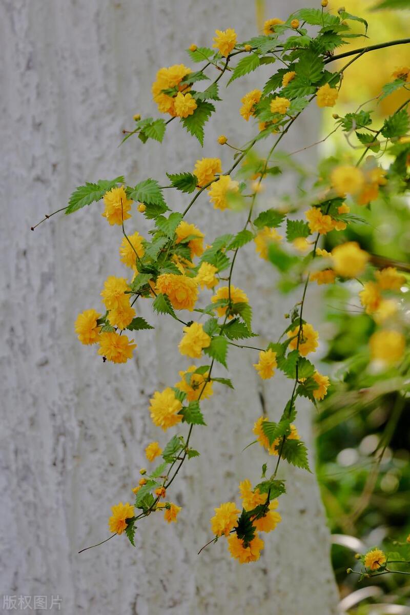 绿地缕金罗结带朵朵春风剪碎金棣棠为谁开放可怜春