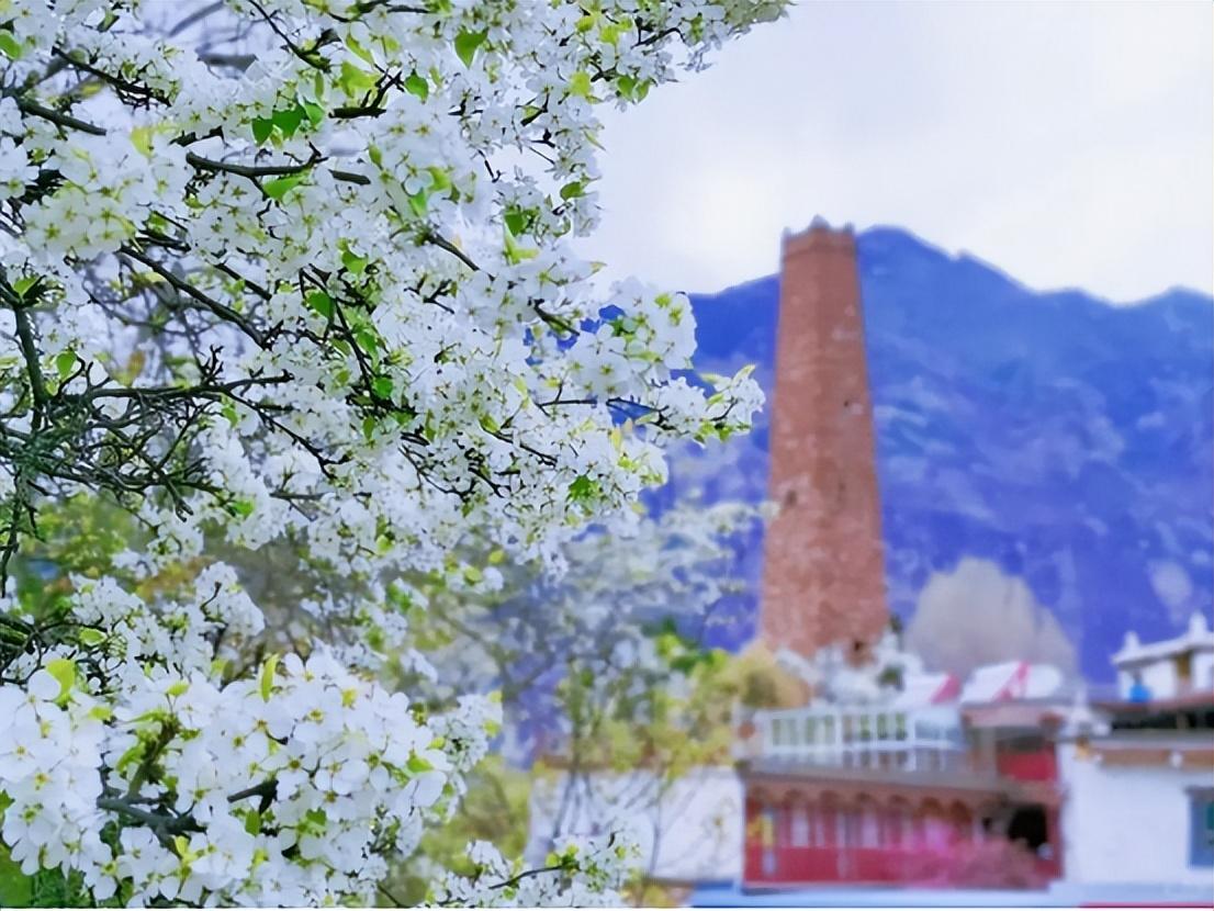 金川梨花节照片图片