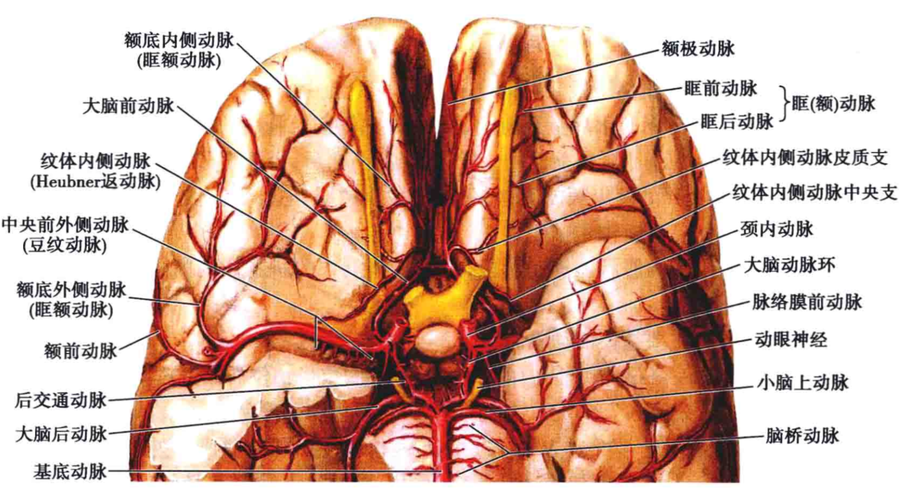 豆纹动脉图片图片