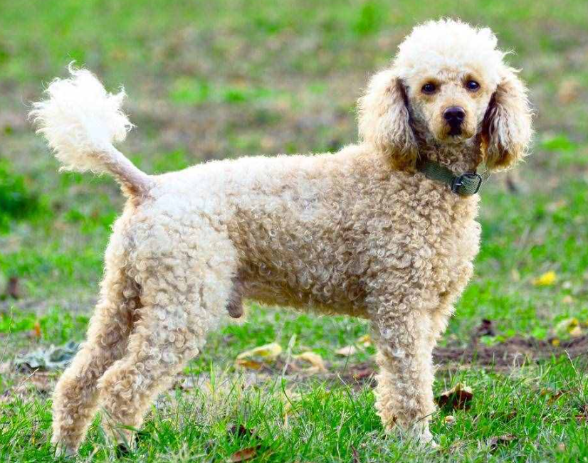 盘点4种永远长不大的小狗,你最喜欢哪一种?