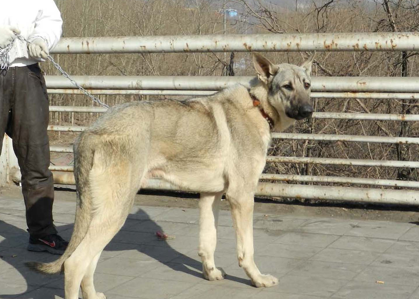 中国犬种大全 品种图片