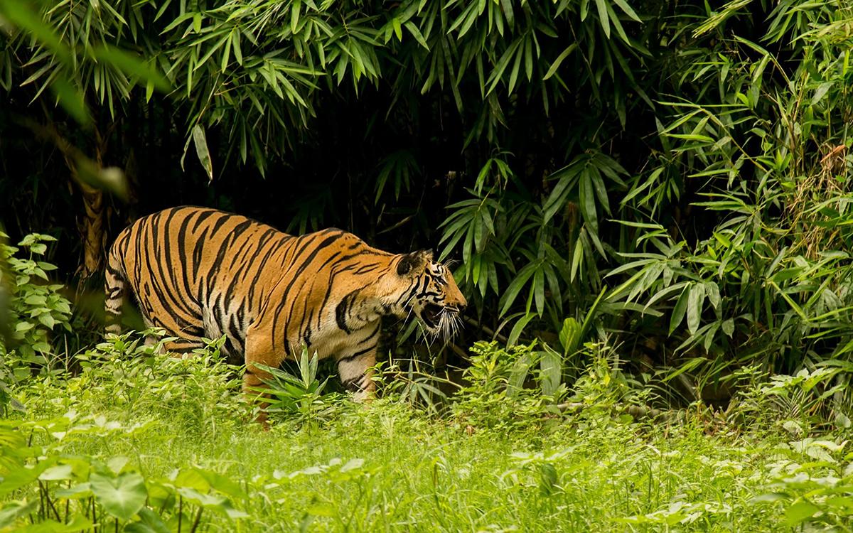 吉林延边发现4只东北虎,遛娃遛到村口,监控下母虎一脸傲娇