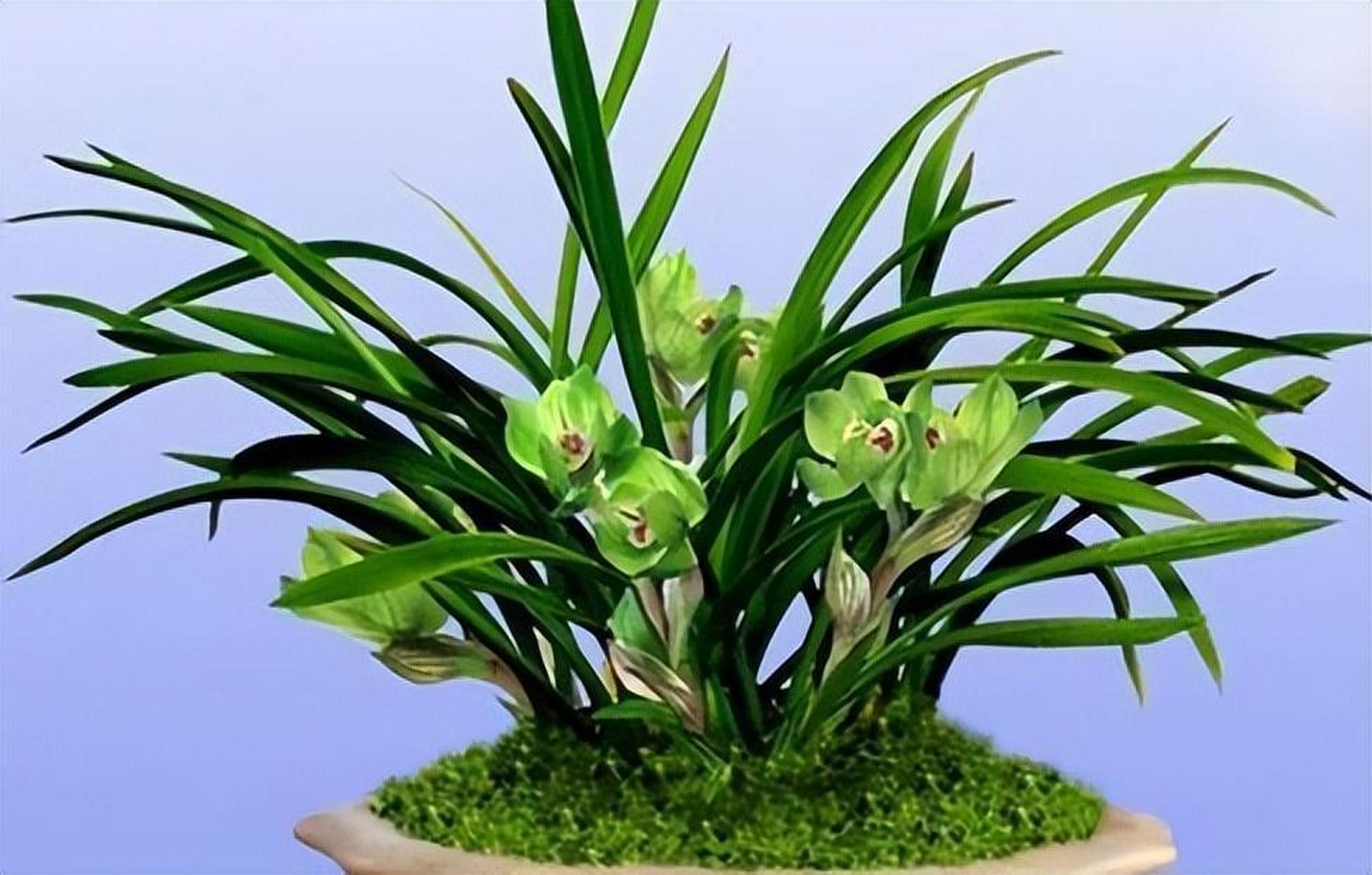 推荐春兰皇后—绿云,一款生命力强的矮种兰花,花香浓烈持久,可美化