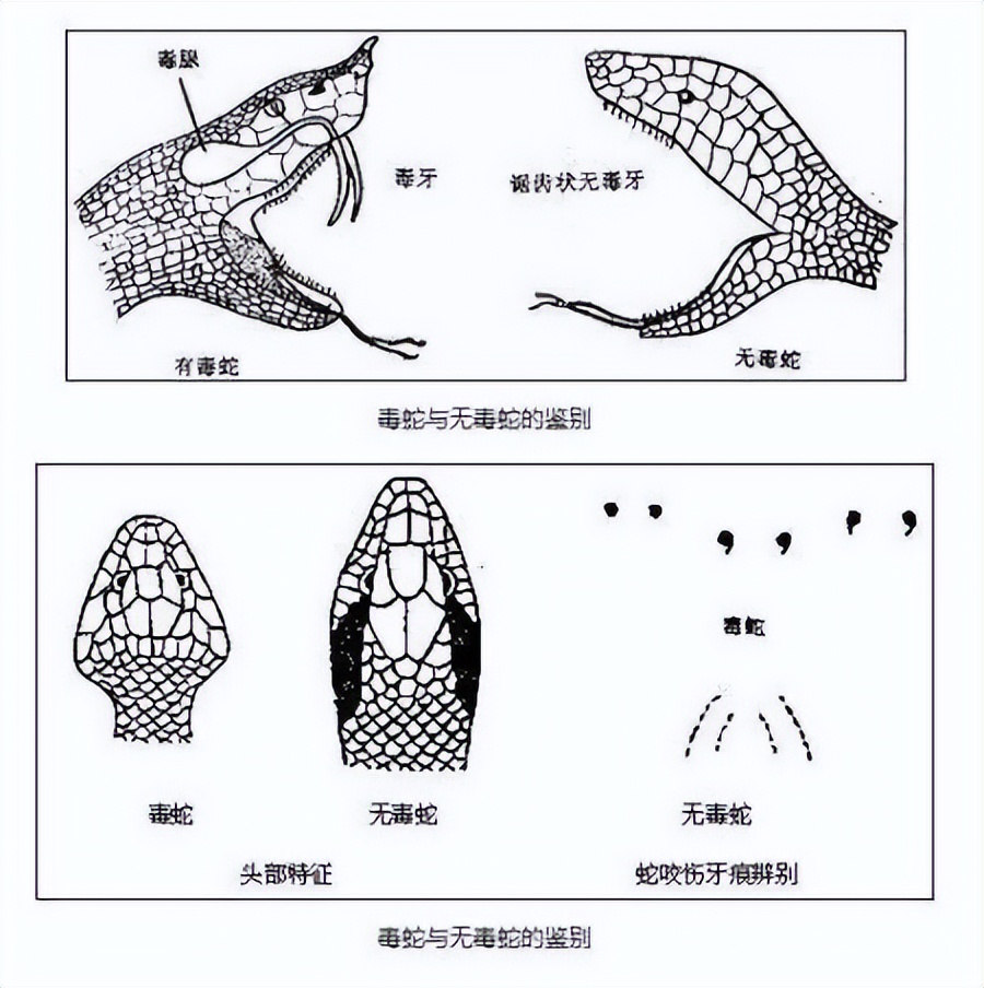 5米,35斤重!福建一工地挖出大蟒蛇,冬眠蛇有多险?会咬人吗