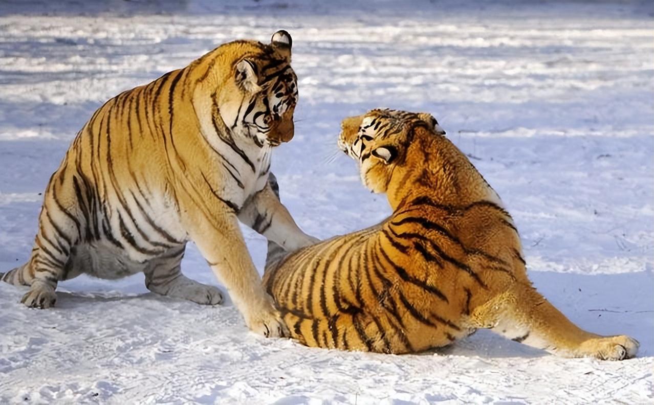 纪实8种濒临灭绝的动物每只都是国宝伤害一只牢底坐穿