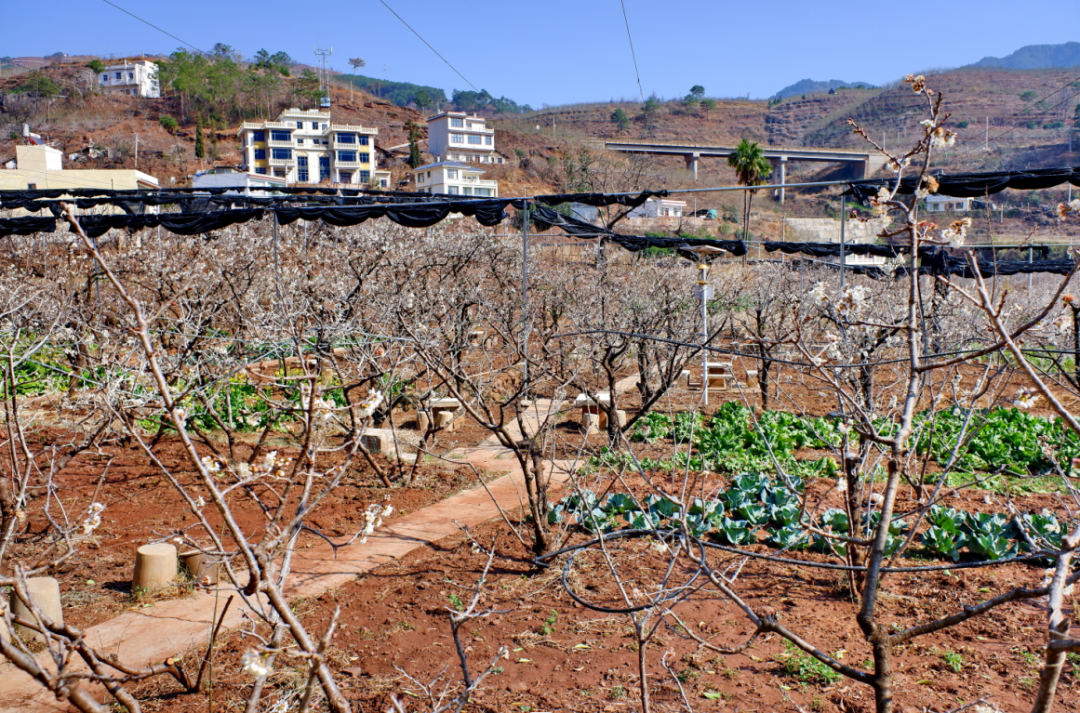 鲁甸:小寨樱桃谷 春暖好花开
