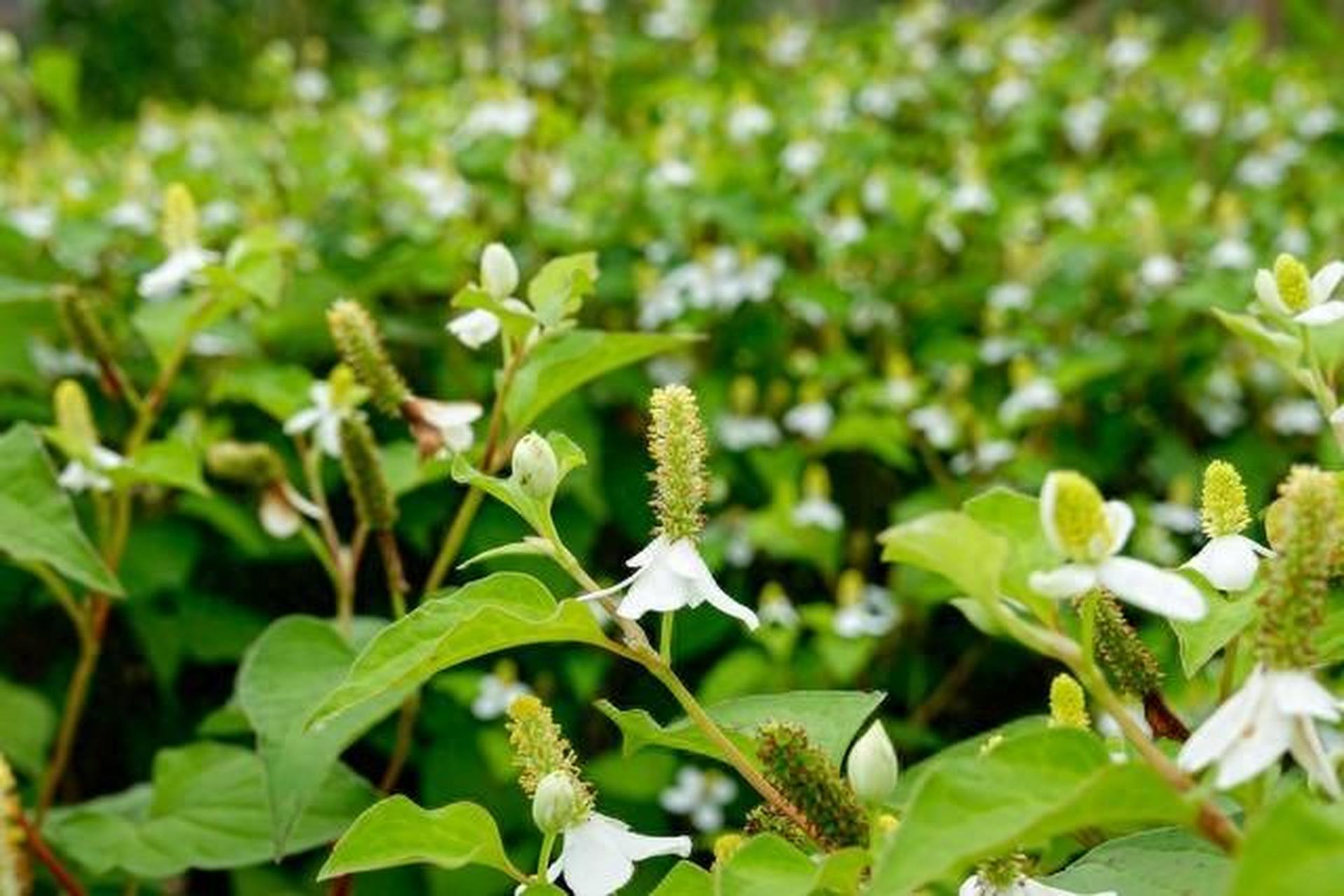 图文万粉激励计划:介绍农村常见植物鱼腥草,它既是野菜又有药用价值