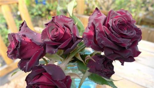 黑巴克月季的优缺点——  黑巴克月季的优点主要包括其花朵的美丽与