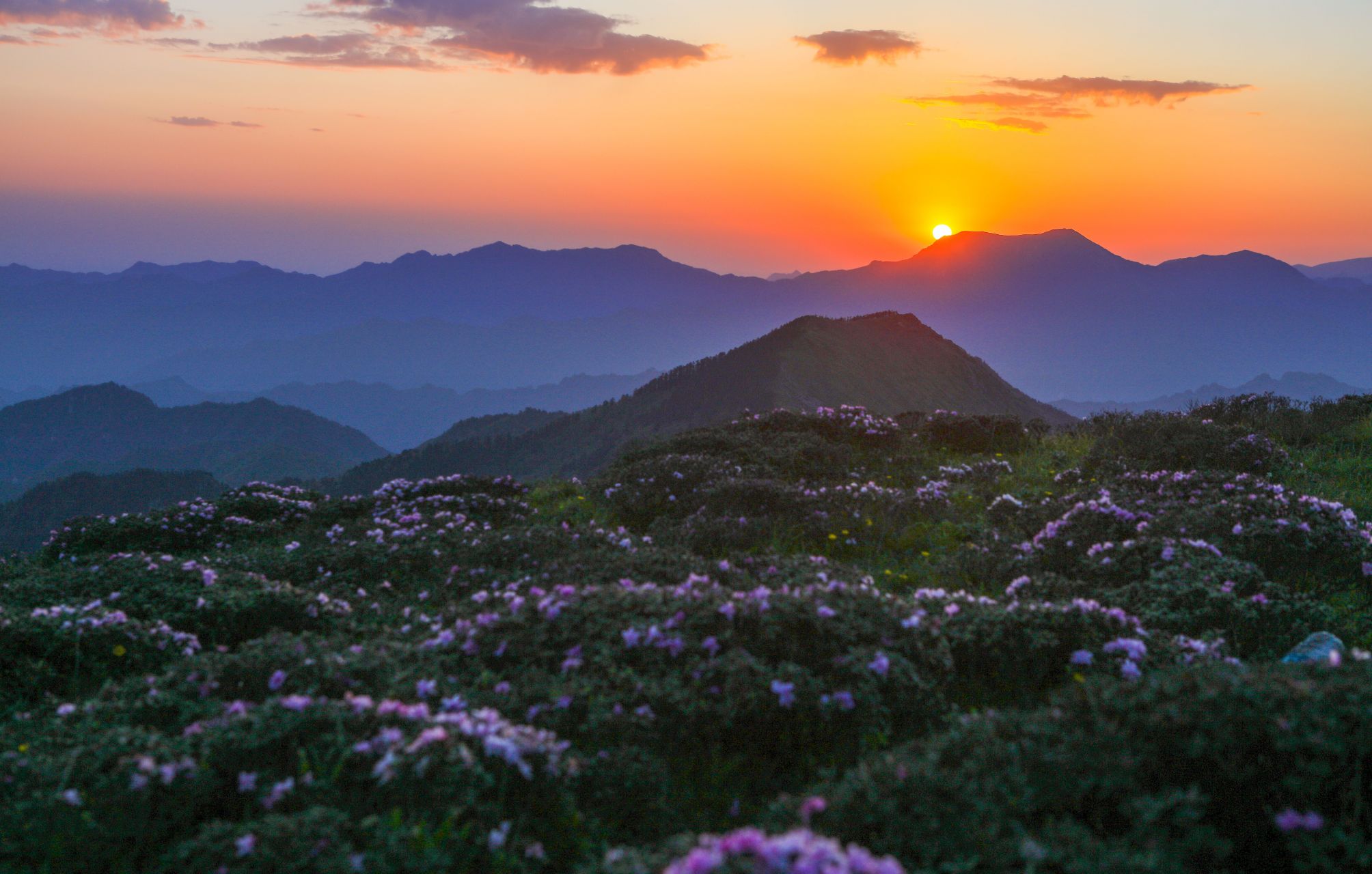 秦岭,天华山日出:山裹氤氲,彩霞满天,杜鹃红润,温馨,浪漫.