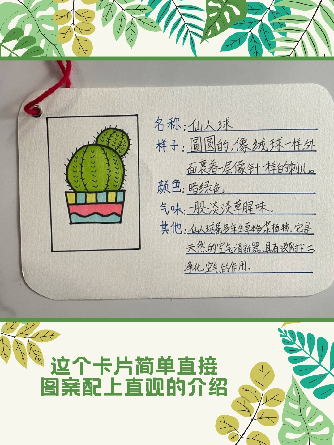 小学生植物卡片