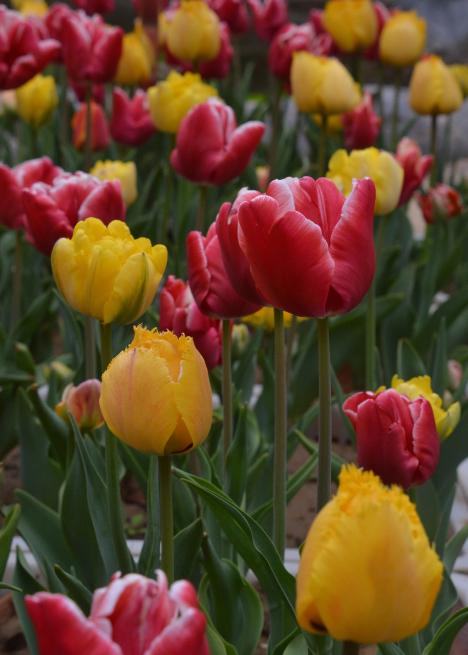 郑州赏花时# 郁金香原产地竟然就在我们中国的新疆.