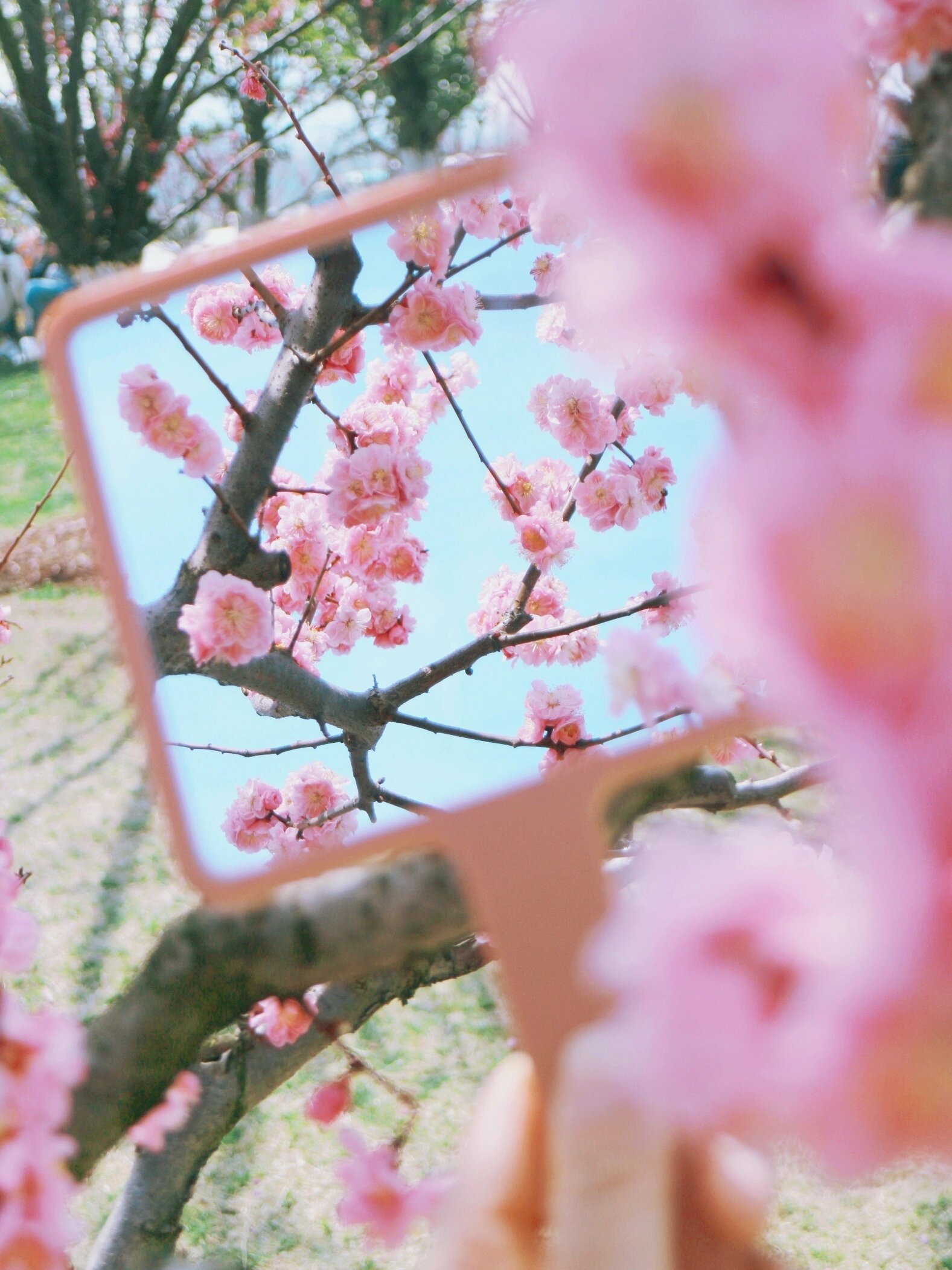 合肥园博园的梅花花海