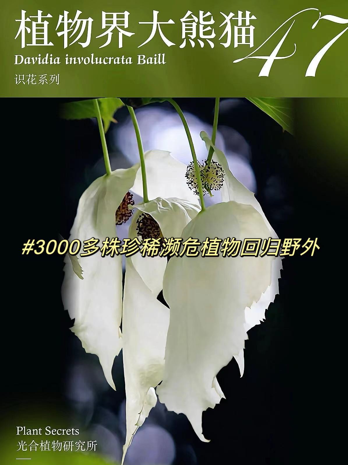 3000多株珍稀濒危植物回归野外!