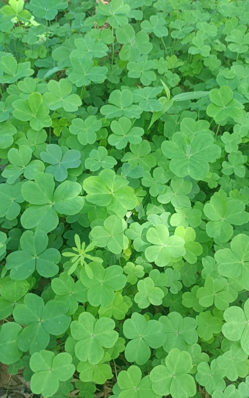 它通常只有三片小叶子,因此又名三叶草,但偶尔会出现四片叶子的变异