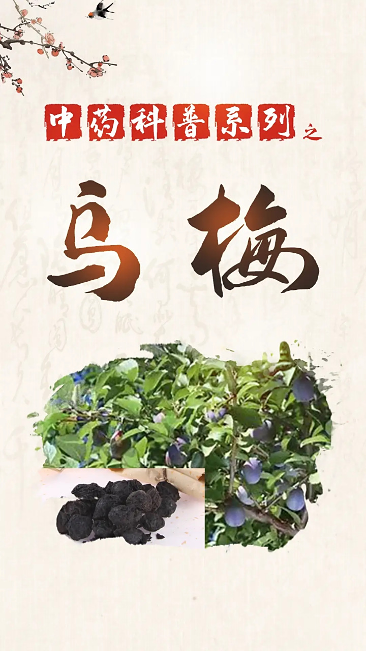 每日一味抗癌中药:乌梅 【功效】敛肺,涩肠,生津,安蛔.