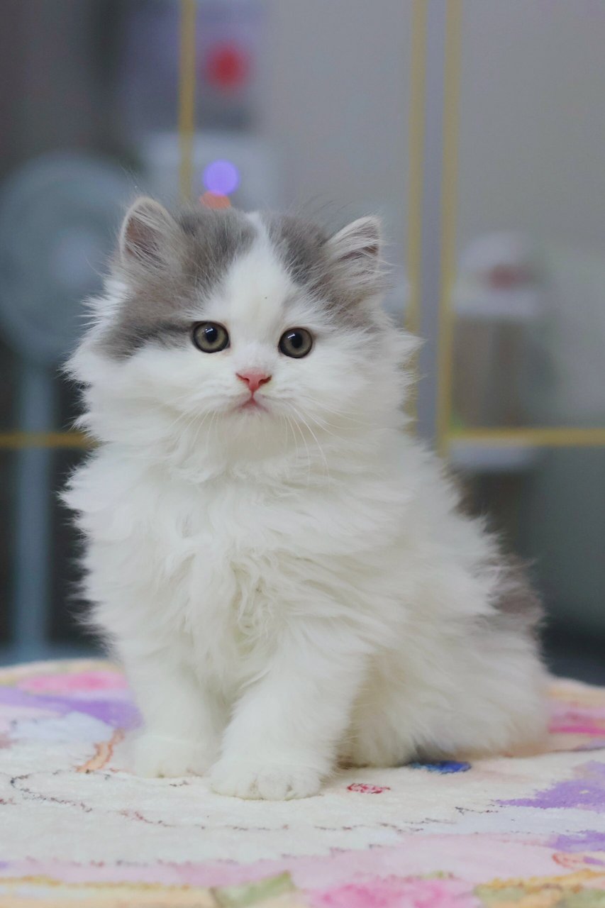 😸我一直觉得自己是世界上最可爱的小猫,所以当姥姥提议带我去拍