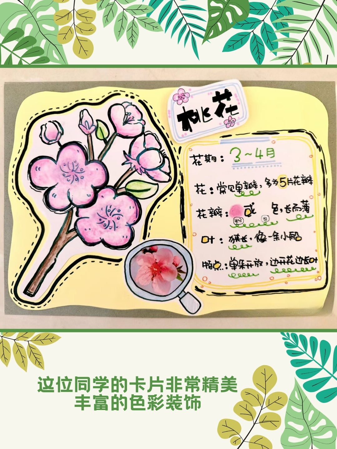 小学生植物卡片
