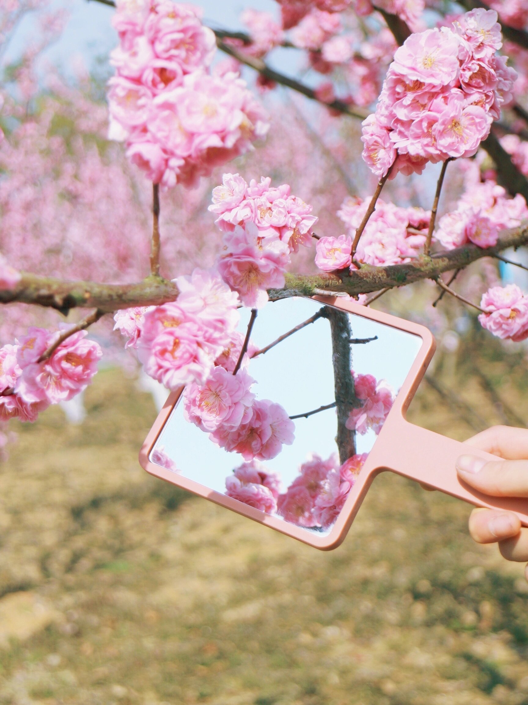 合肥园博园的梅花花海